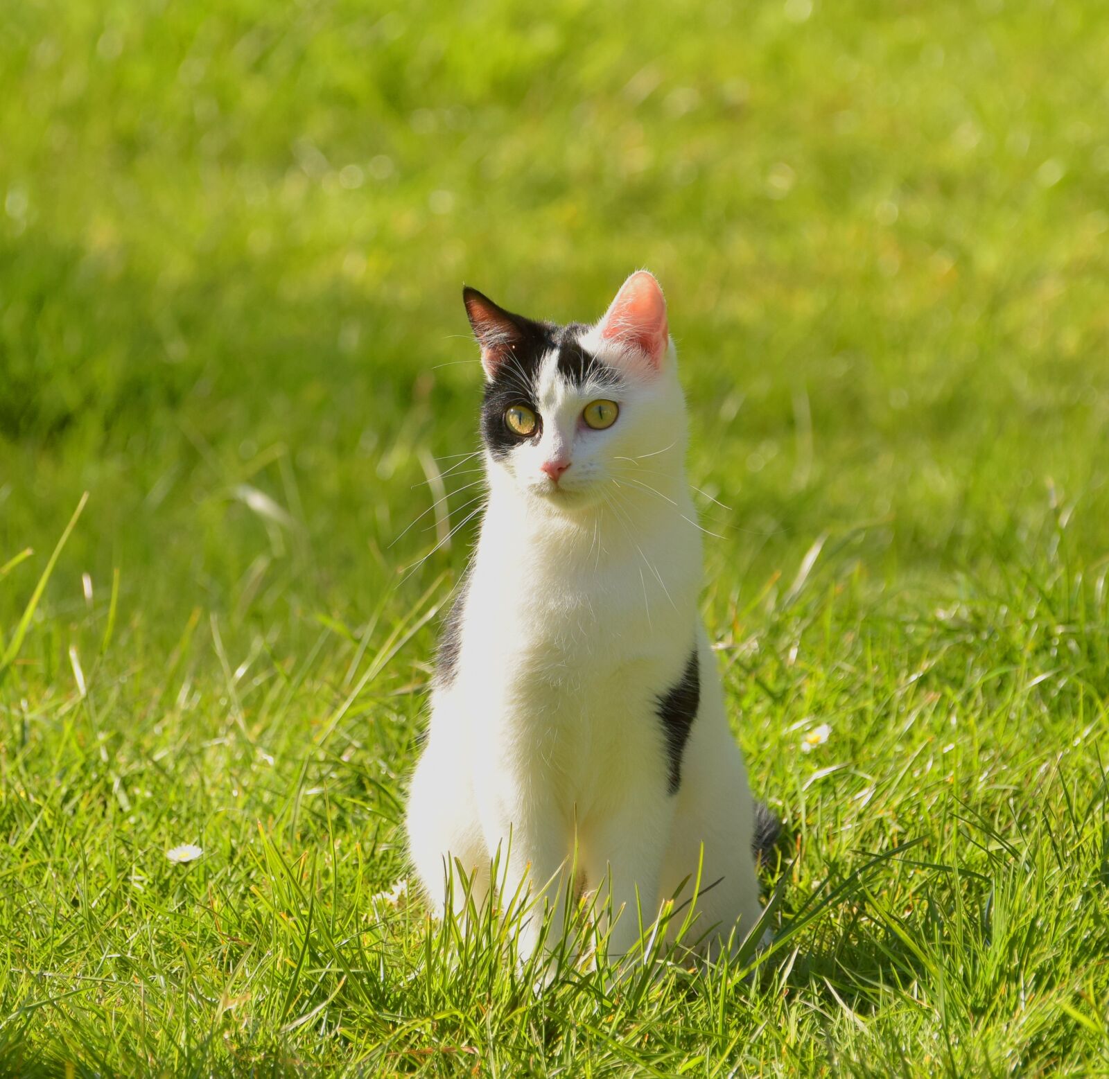 Nikon D5300 sample photo. Cat, black and white photography