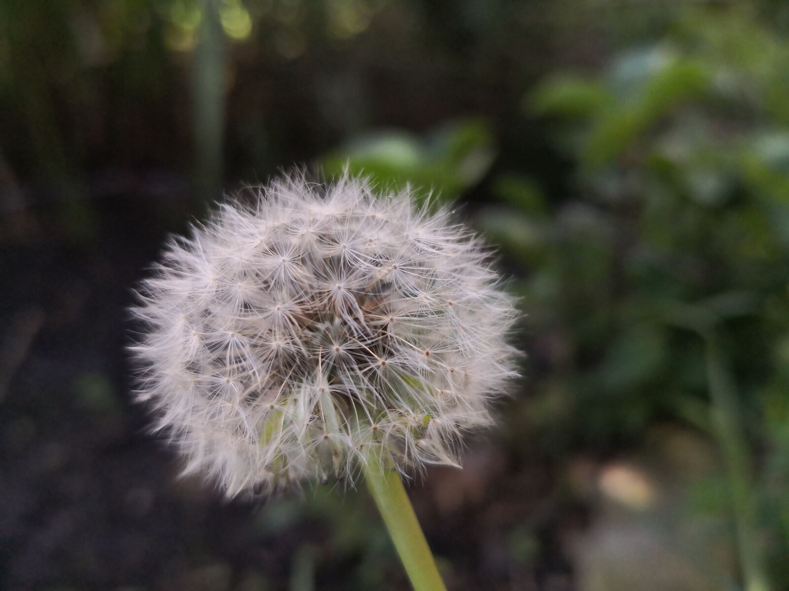 HUAWEI Mate 10 Pro sample photo. Dandelion, taraxacum, plants photography