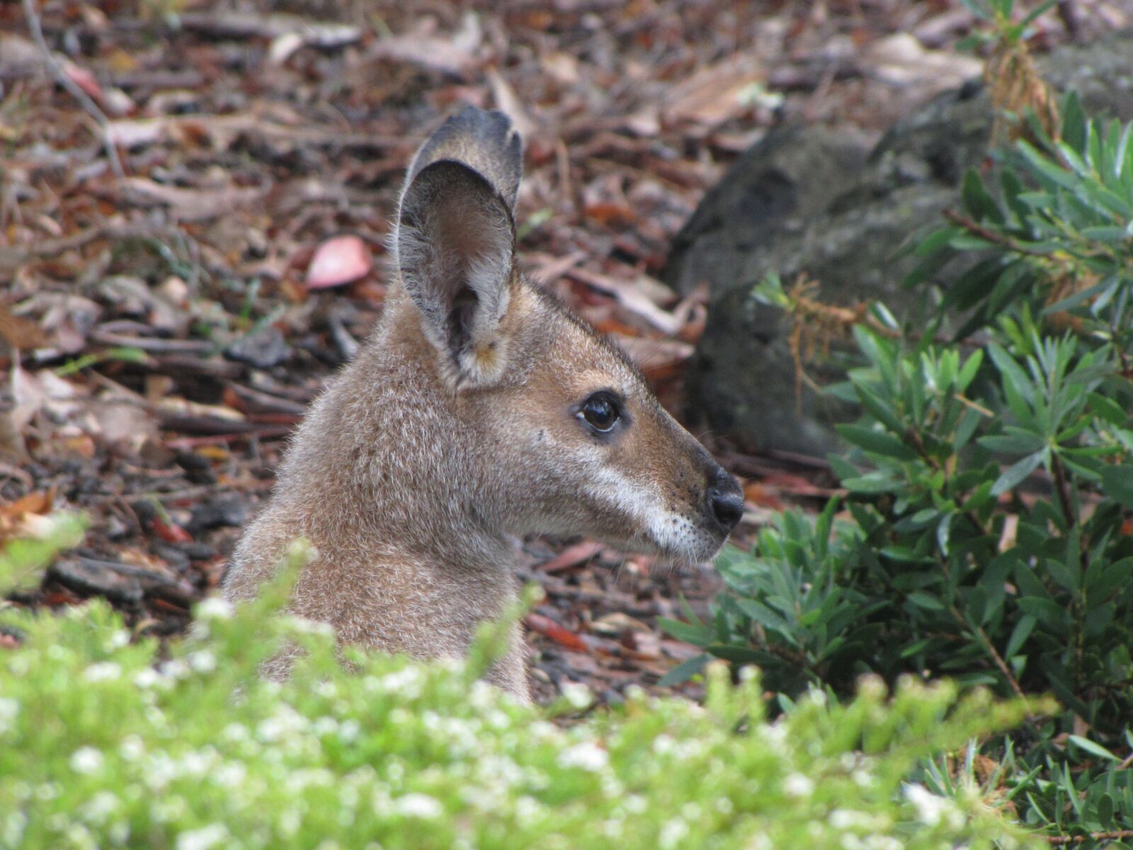 Canon PowerShot SX1 IS sample photo. Australia, marsupial, wallaby photography