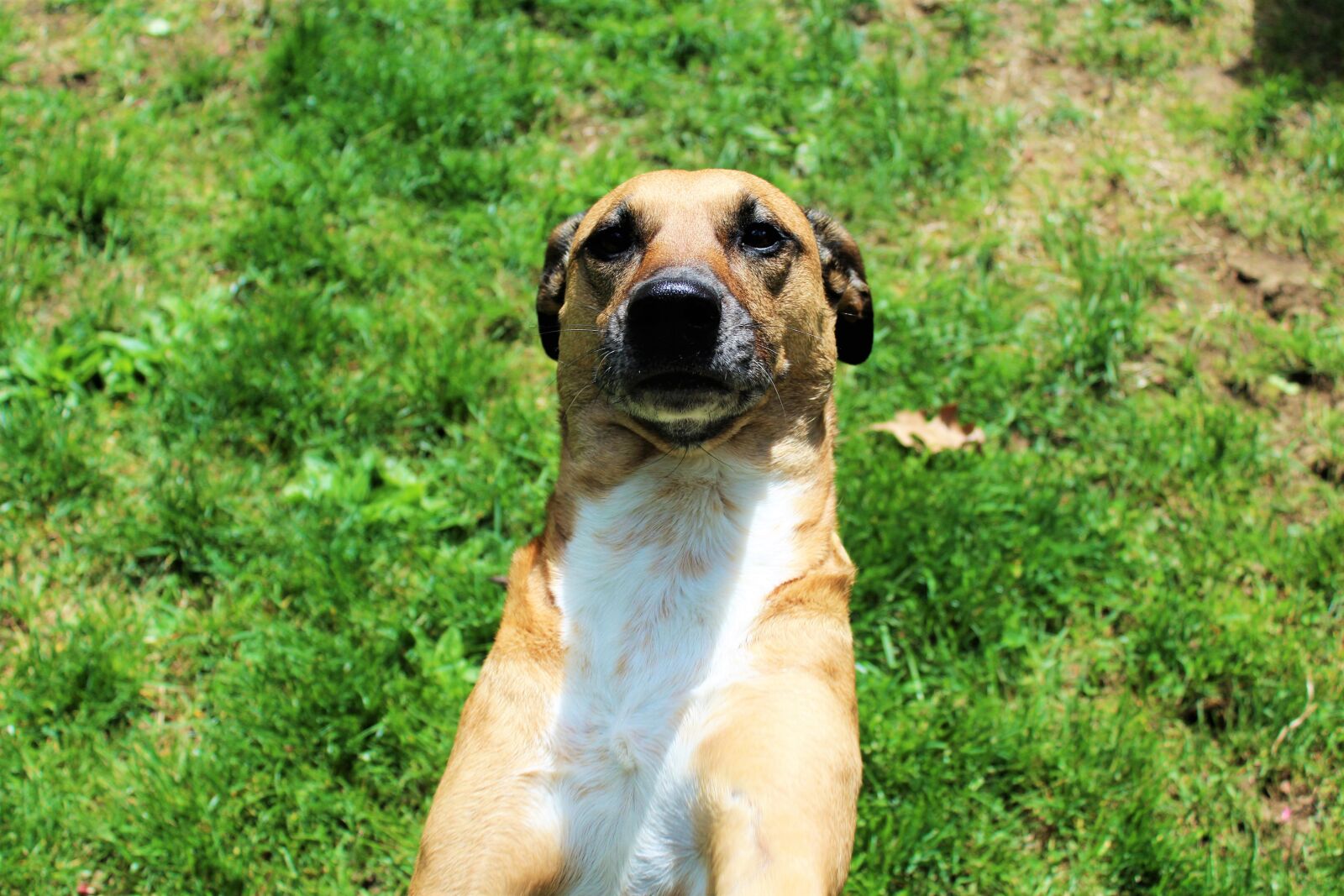 Canon EOS 1200D (EOS Rebel T5 / EOS Kiss X70 / EOS Hi) sample photo. Cute, dog, dog, face photography