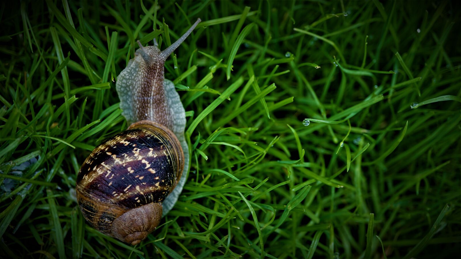 Sony E 30mm F3.5 Macro sample photo. Snail, rush, grass photography