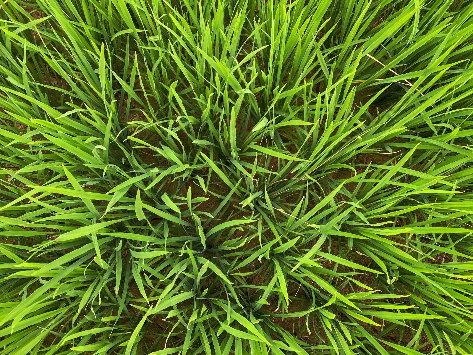 Apple iPhone 11 Pro Max sample photo. Rice field, food, paddy photography