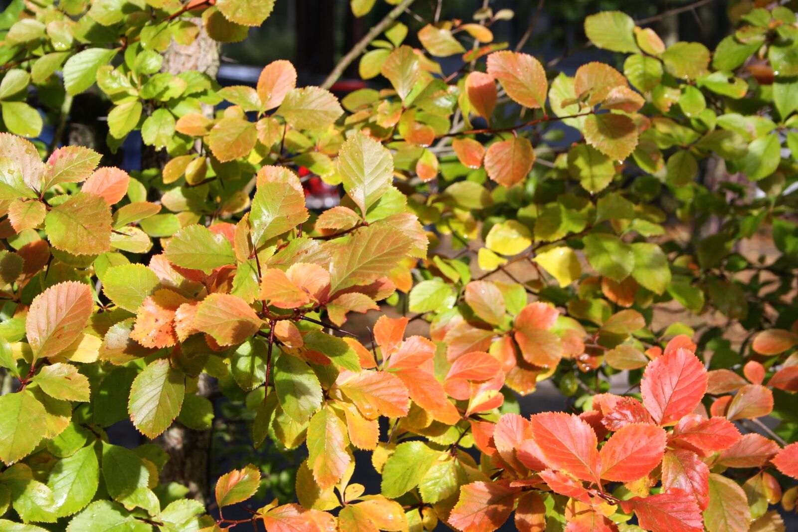Canon EOS 1000D (EOS Digital Rebel XS / EOS Kiss F) sample photo. Autumn, leaves, colorful photography