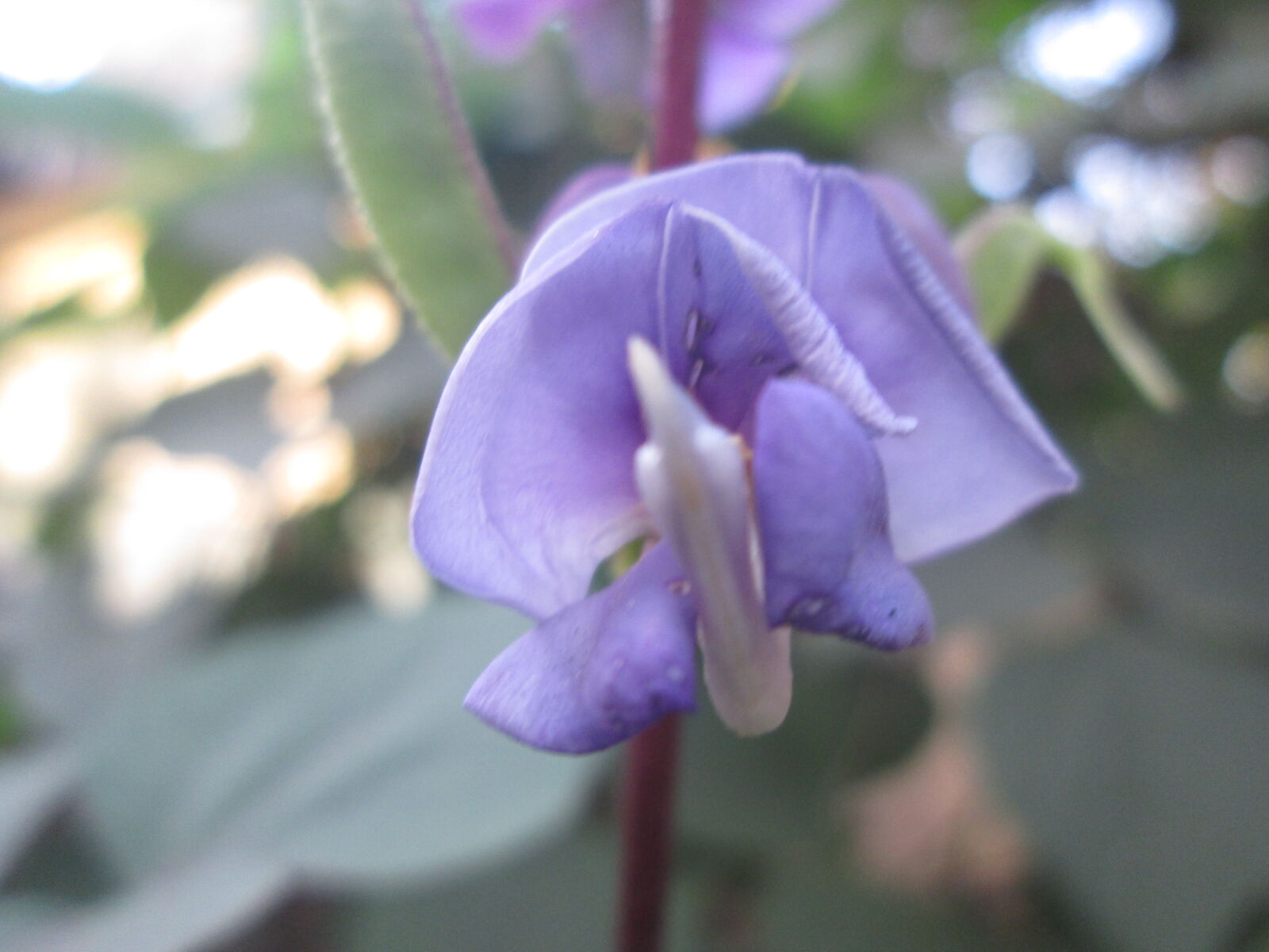 Canon PowerShot A2500 sample photo. Blue, flower photography