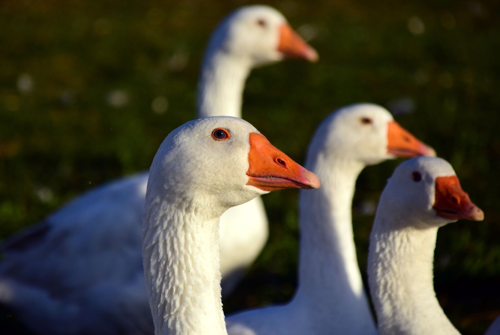 Nikon D3300 sample photo. Goose, geese schaar, domestic photography