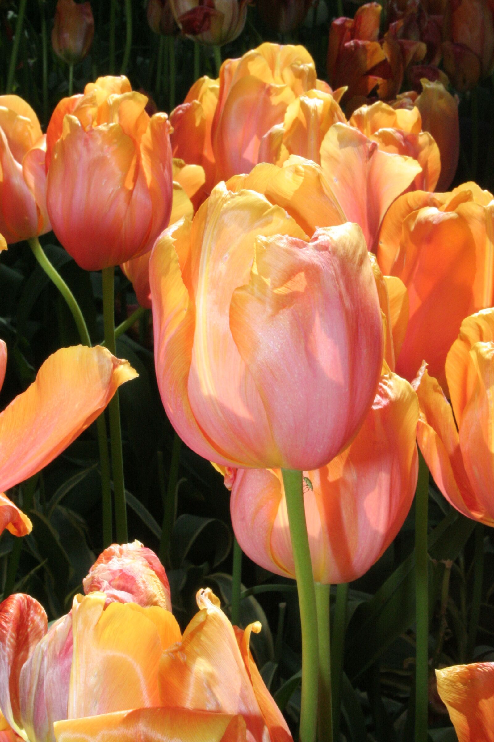 Canon EOS 350D (EOS Digital Rebel XT / EOS Kiss Digital N) sample photo. Tulip, bi color, garden photography