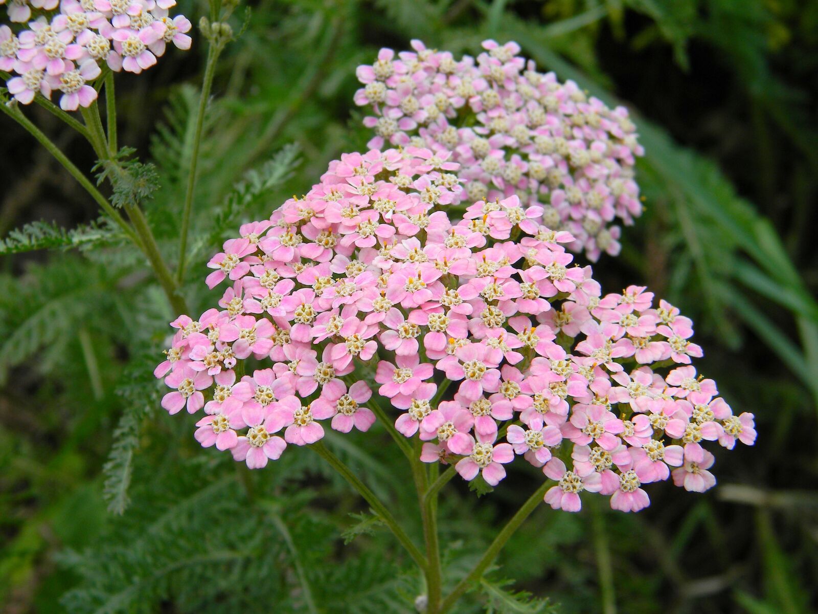 Nikon Coolpix L110 sample photo. Ty elistnik pink, yarrow photography
