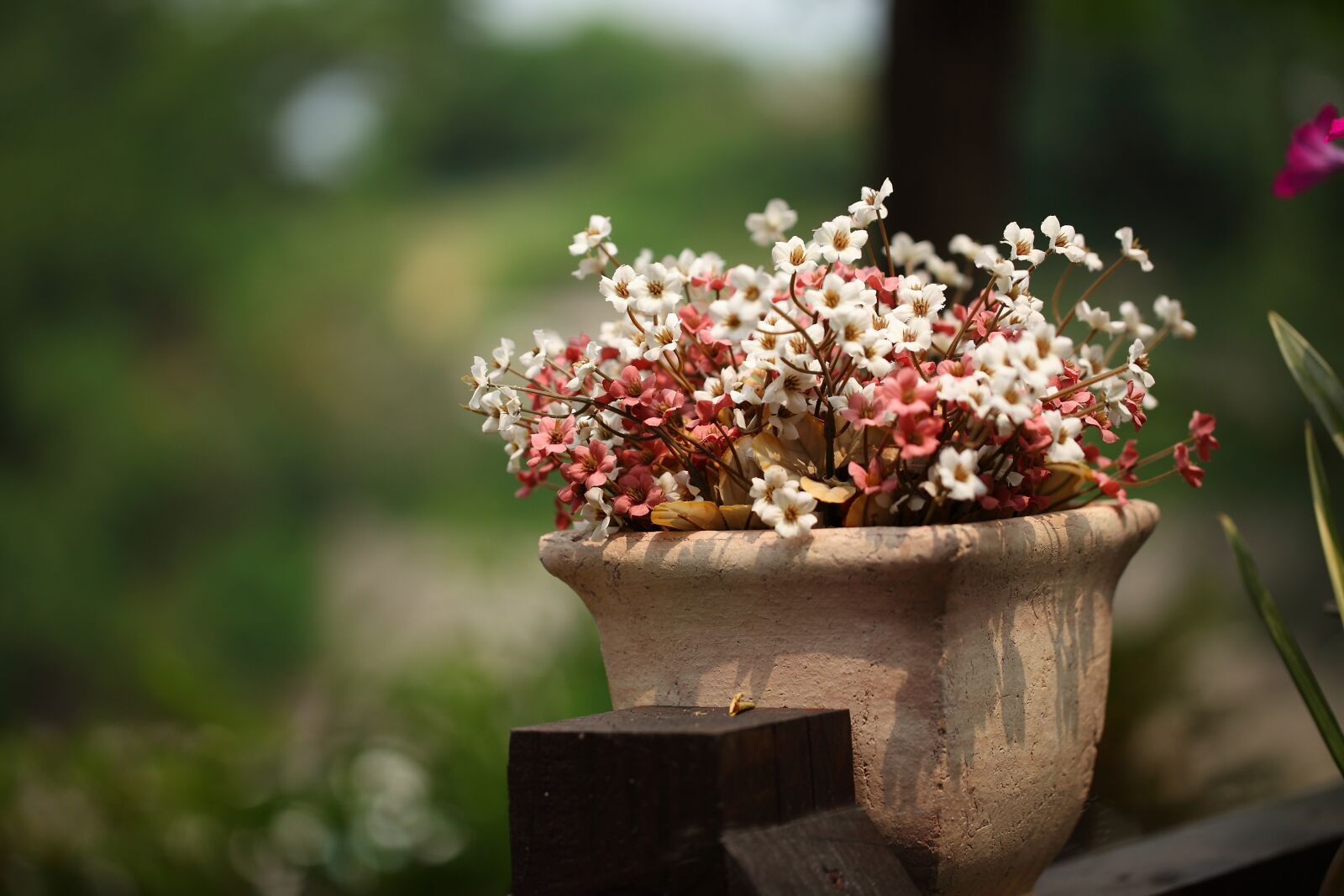 Canon EOS 5D Mark II sample photo. Flowers, potted plant, plants photography