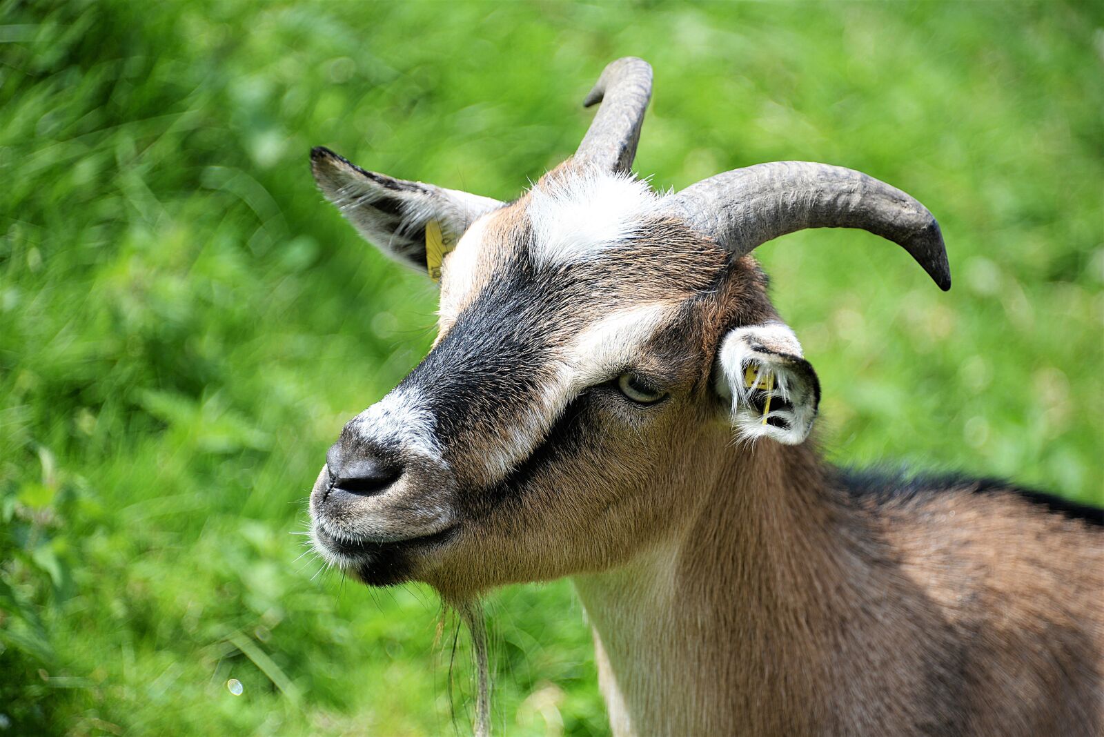 Nikon D610 sample photo. Goat, domestic goat, livestock photography