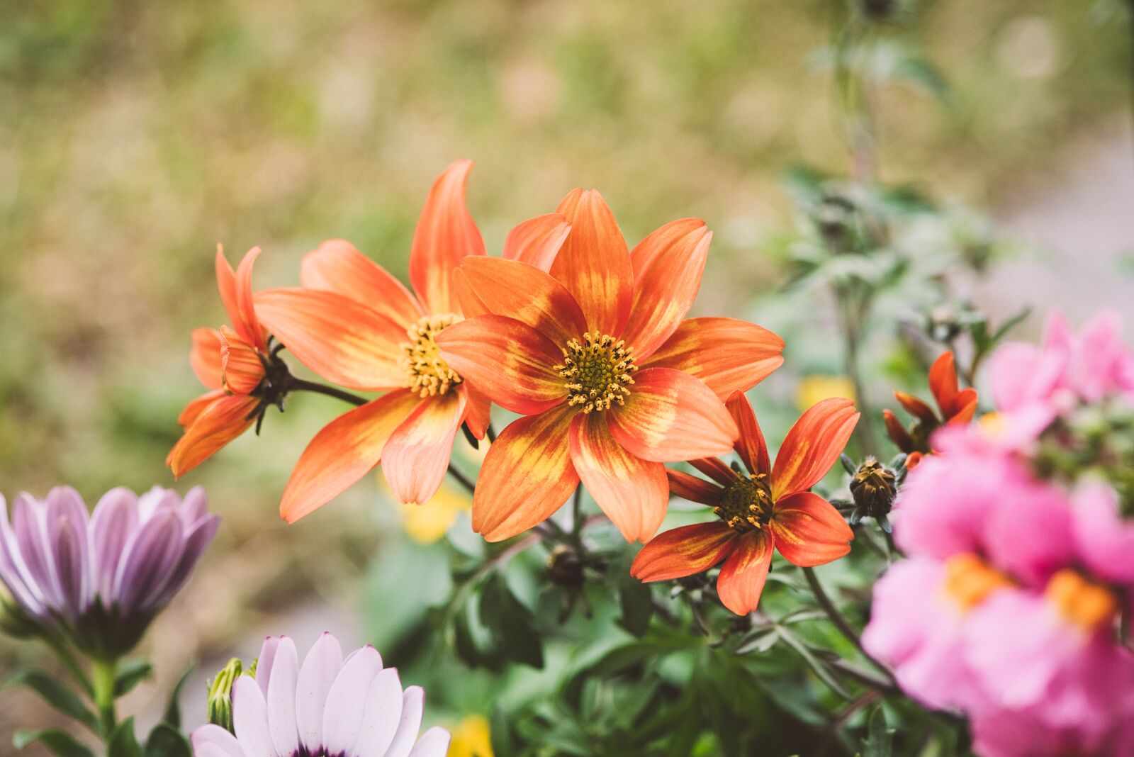 Nikon D750 sample photo. Flowers, colorful, orange photography