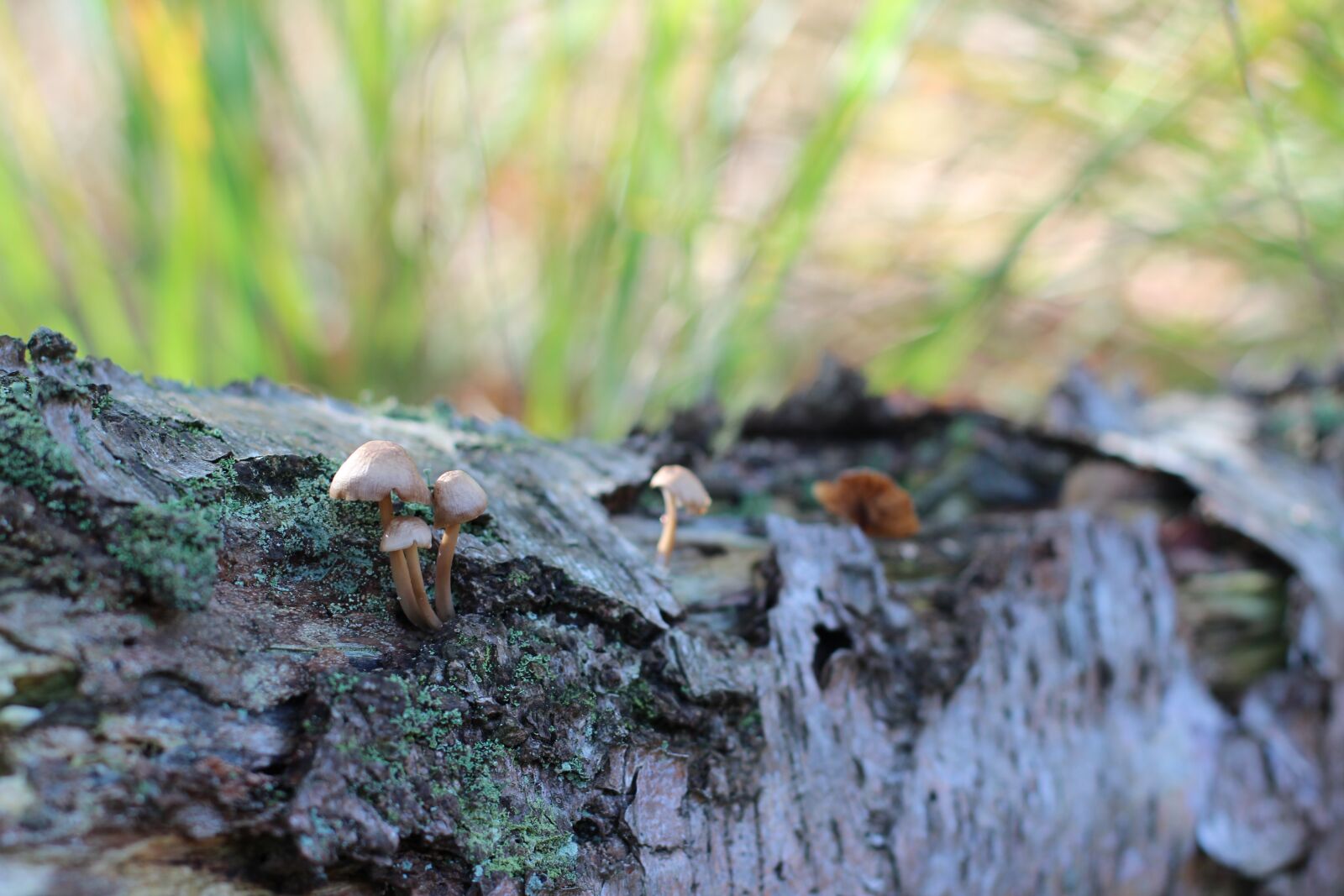 Canon EOS 600D (Rebel EOS T3i / EOS Kiss X5) + Canon EF 50mm F1.4 USM sample photo. Forest floor, mushrooms, tree photography