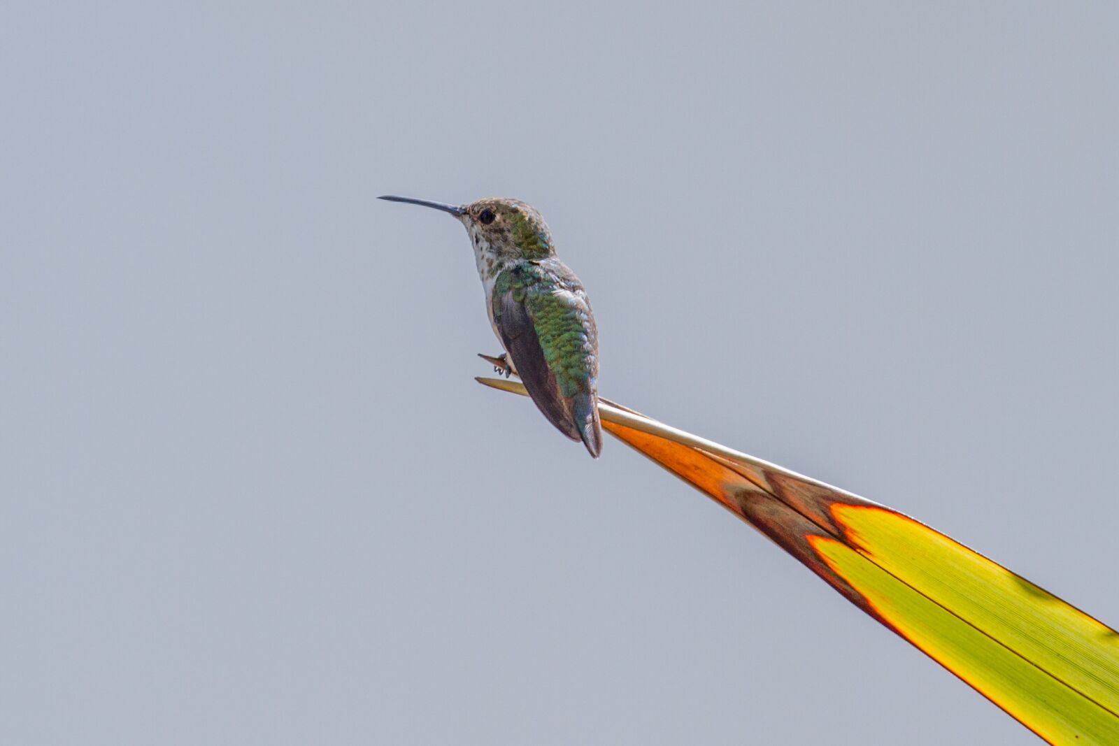 Canon EF 70-200mm F4L IS USM sample photo. Hummingbird, birds, swifts photography