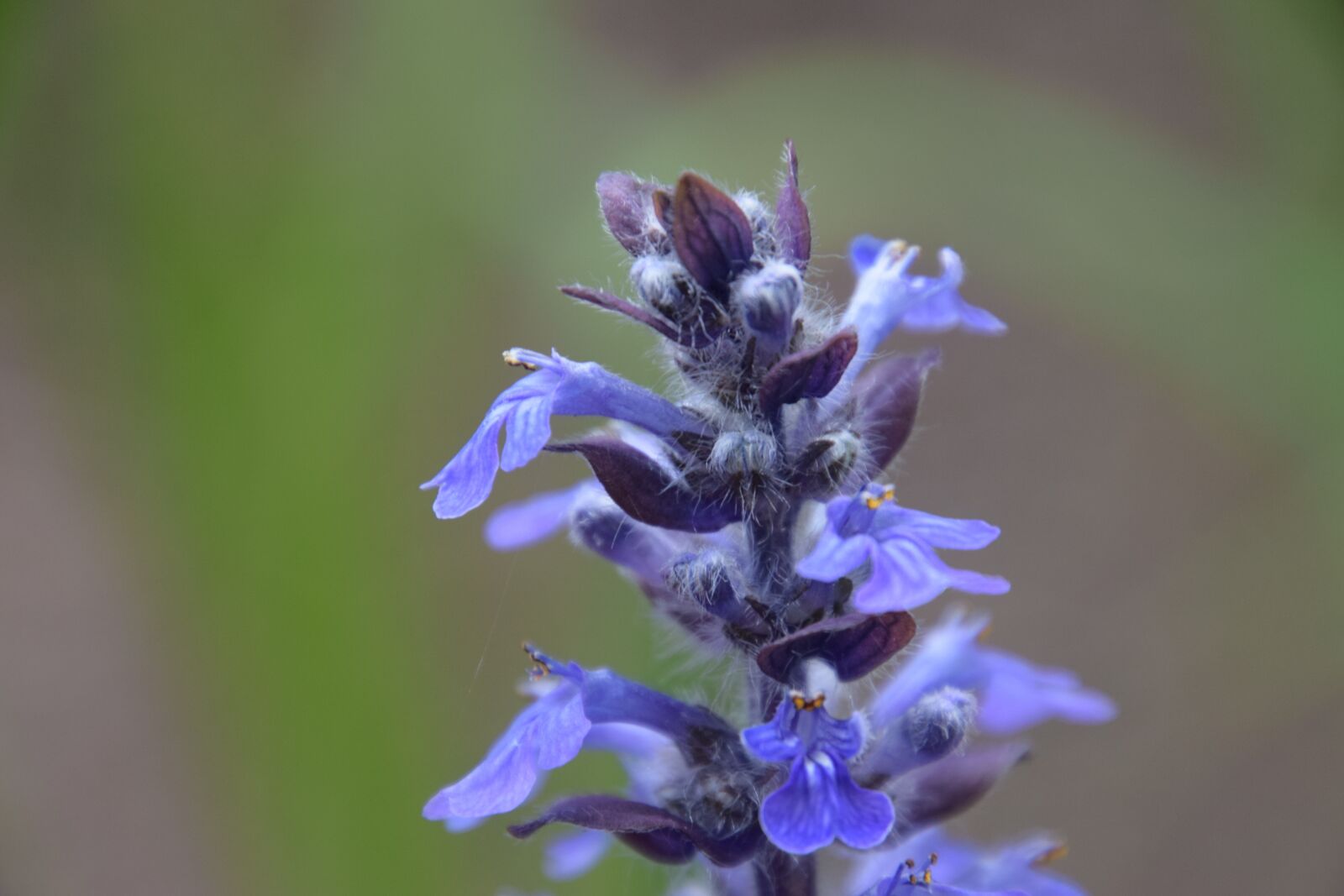 Nikon D5300 sample photo. Flower, beauty, nature separated photography