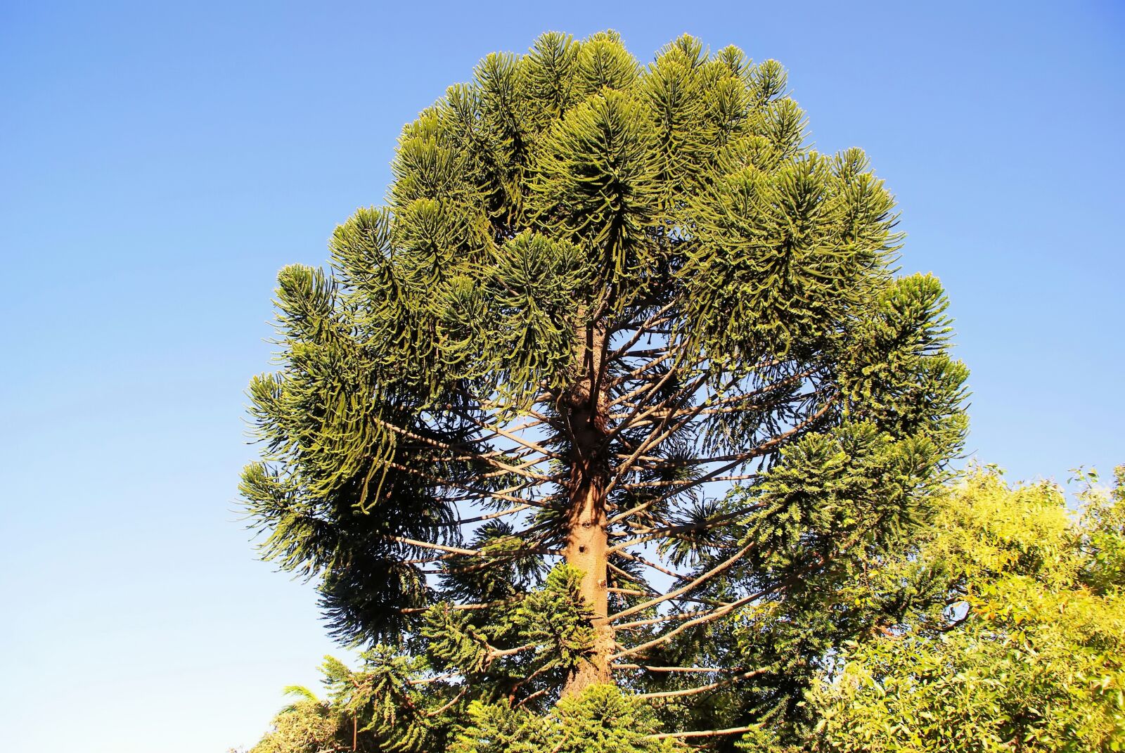 Pentax K200D sample photo. Guatemala, araucaria, araucaria heterophylla photography
