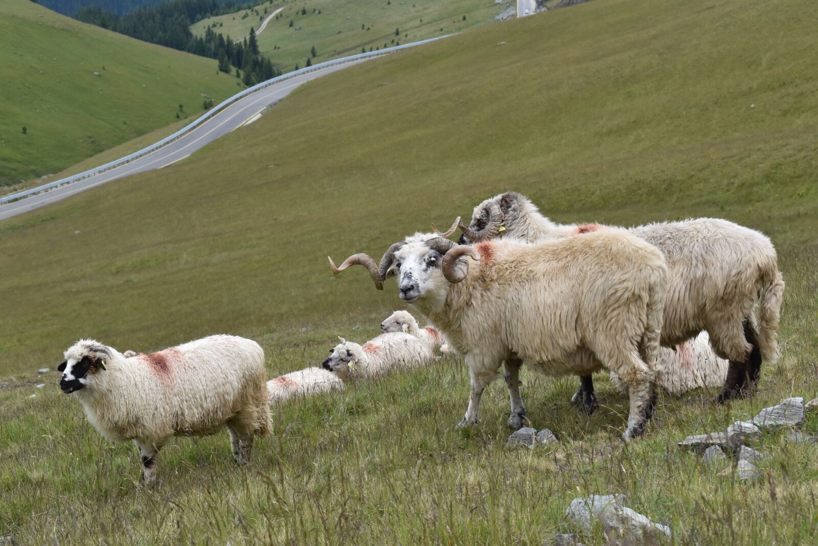 Nikon D5600 sample photo. Ram, pasture, sheep photography