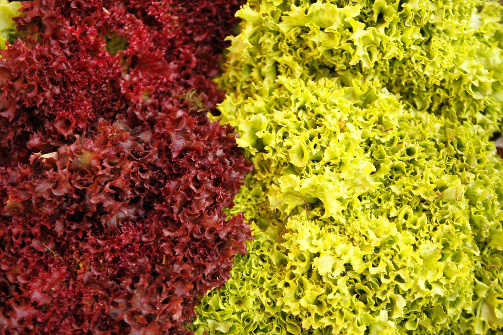 Canon EOS 7D sample photo. Lettuce, curly, purple photography