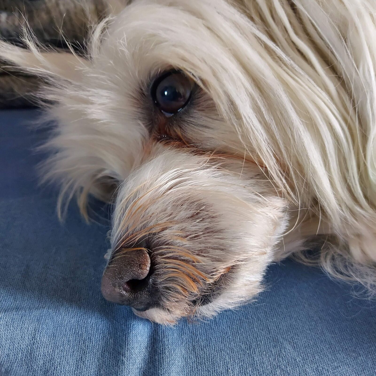 Samsung SM-G770F sample photo. Maltese, dog, dog eyes photography