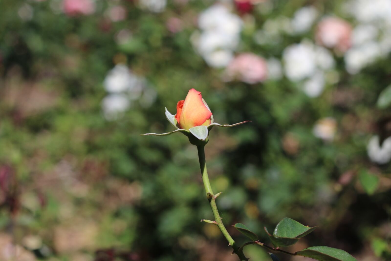 Canon EOS 7D Mark II sample photo. Peach rose, flower, garden photography