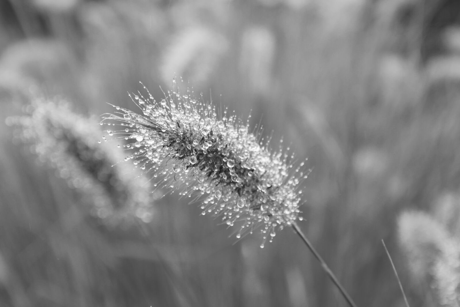 Nikon D5200 sample photo. Plant, au gratin, photo photography