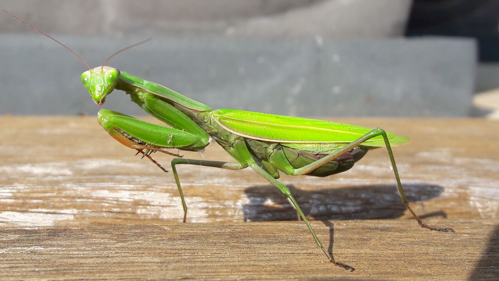Samsung Galaxy A5(2016) sample photo. Animals, insect, god worshipers photography