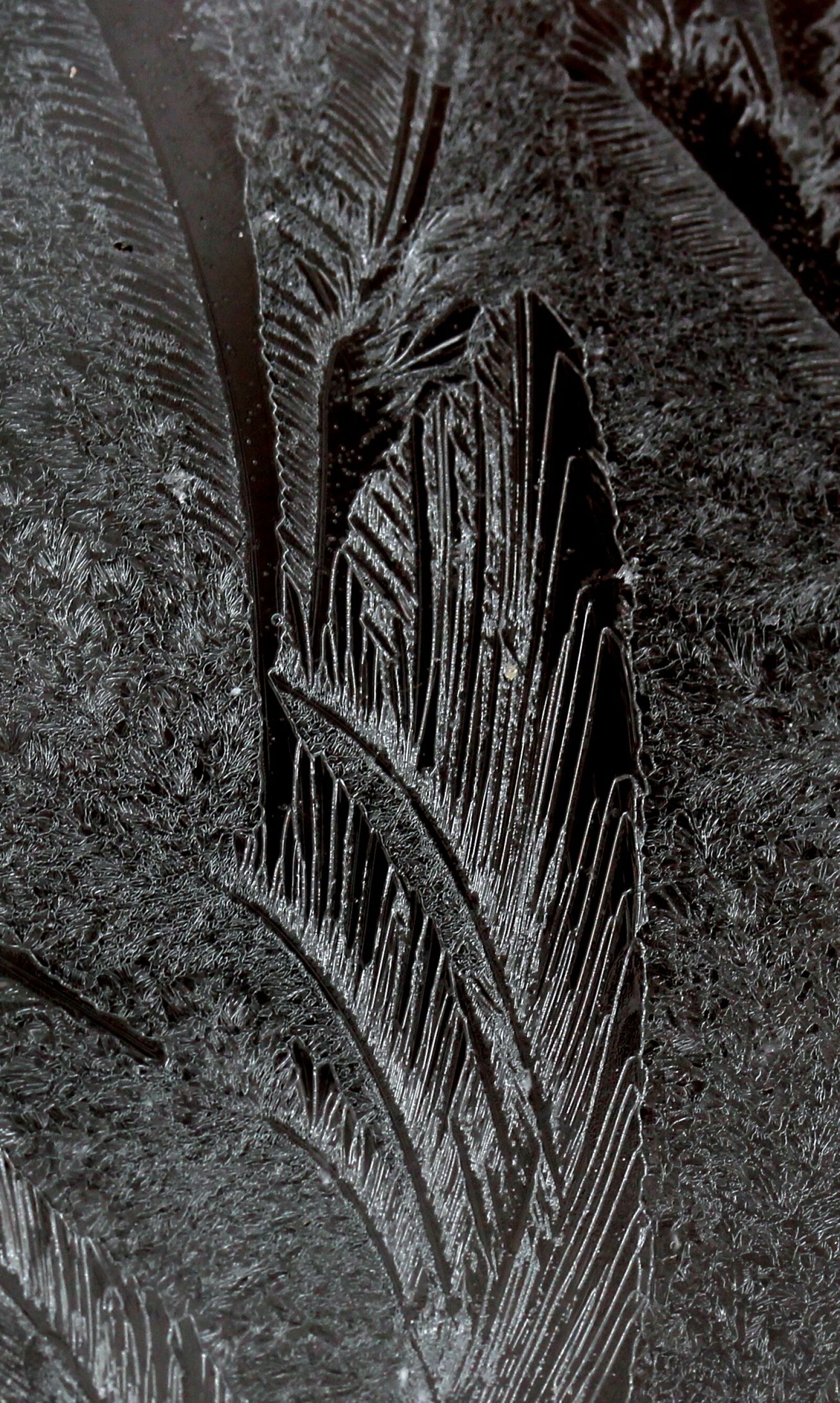Canon EF-S 60mm F2.8 Macro USM sample photo. Flowers of ice, window photography