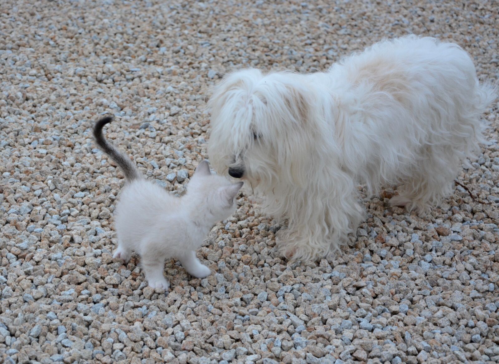 Nikon D5200 sample photo. Dog kitten, meeting, animals photography