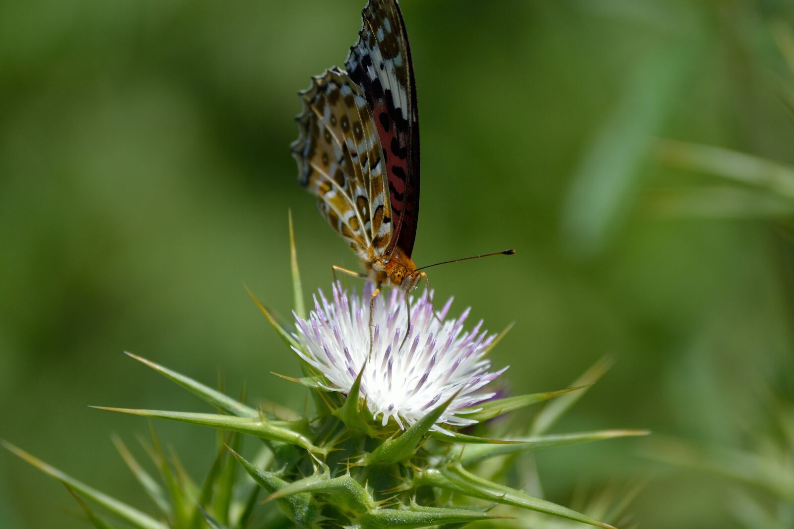 Nikon D3100 sample photo. Butterfly on white wild photography