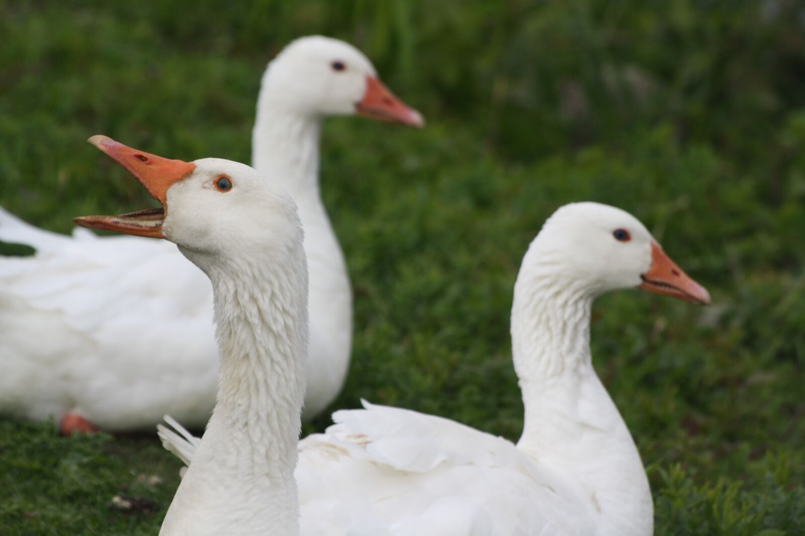 Canon EOS 1000D (EOS Digital Rebel XS / EOS Kiss F) sample photo. Geese, feather, animal world photography