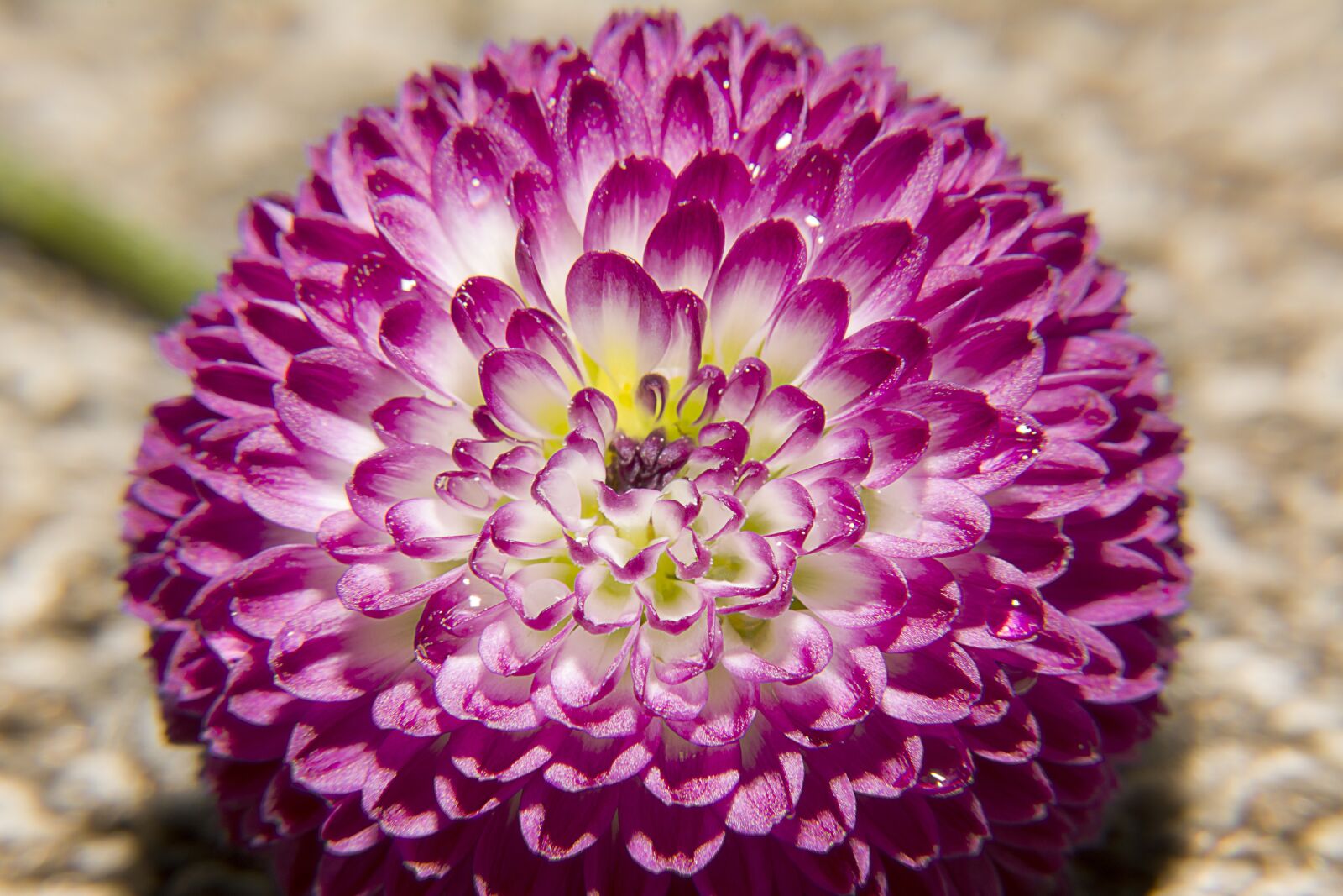 Nikon D5200 sample photo. Flowers, petals, pink photography