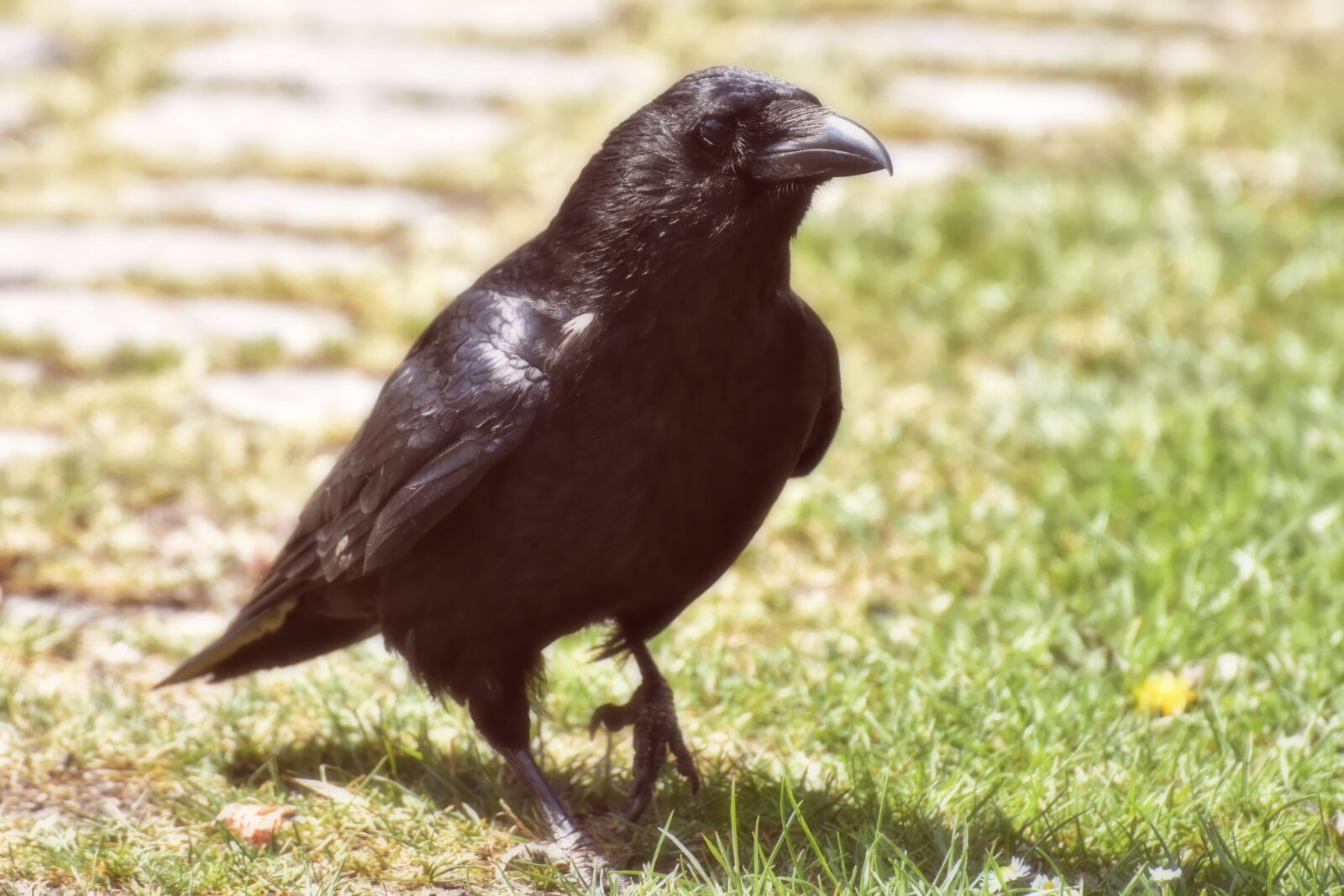 Nikon D7200 sample photo. Crow, raven bird, raven photography
