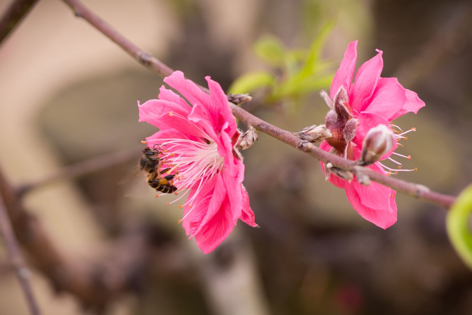 Nikon D7100 sample photo. Peach, peach flower, flower photography