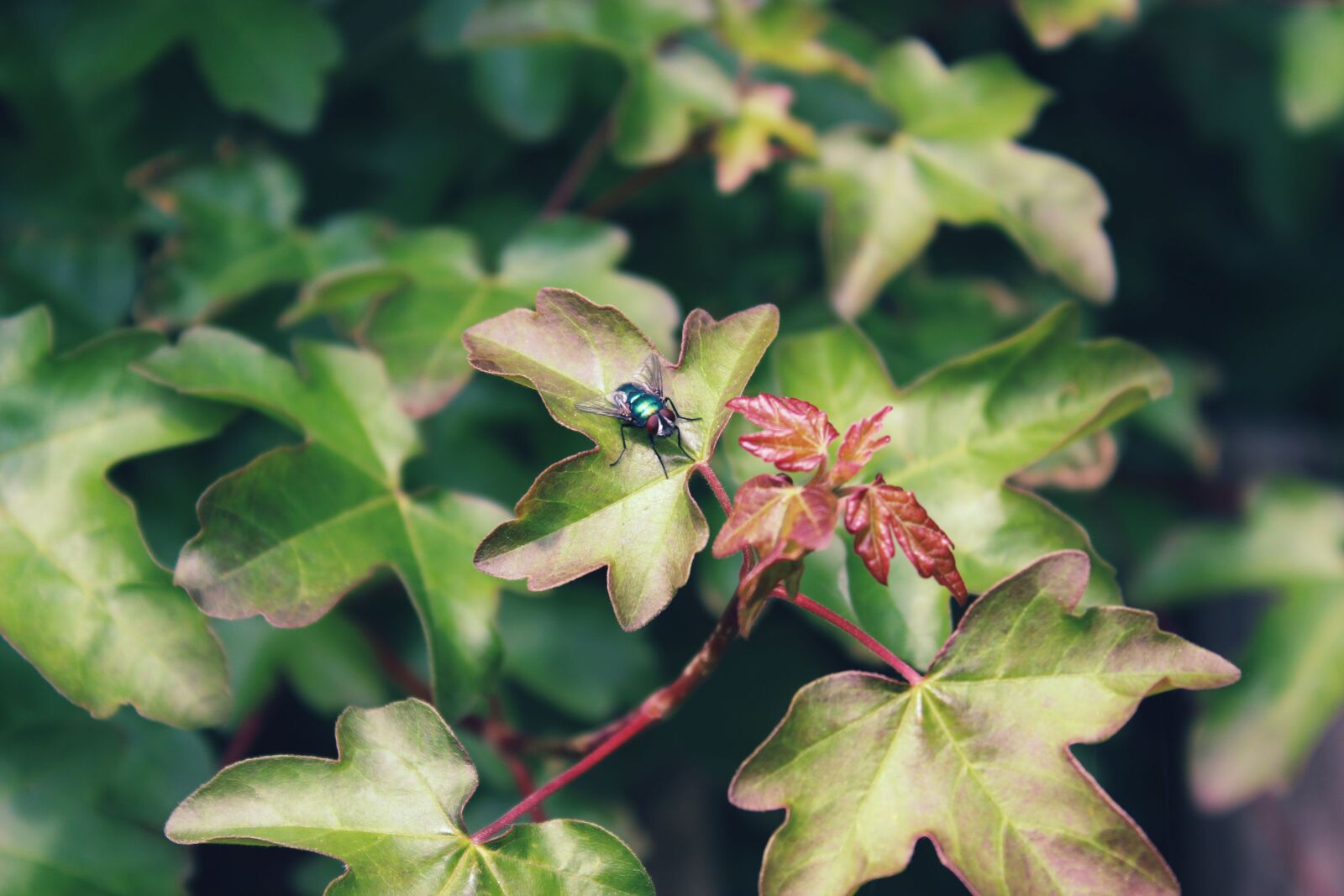 Canon EOS 600D (Rebel EOS T3i / EOS Kiss X5) sample photo. Fly, insect, bug photography