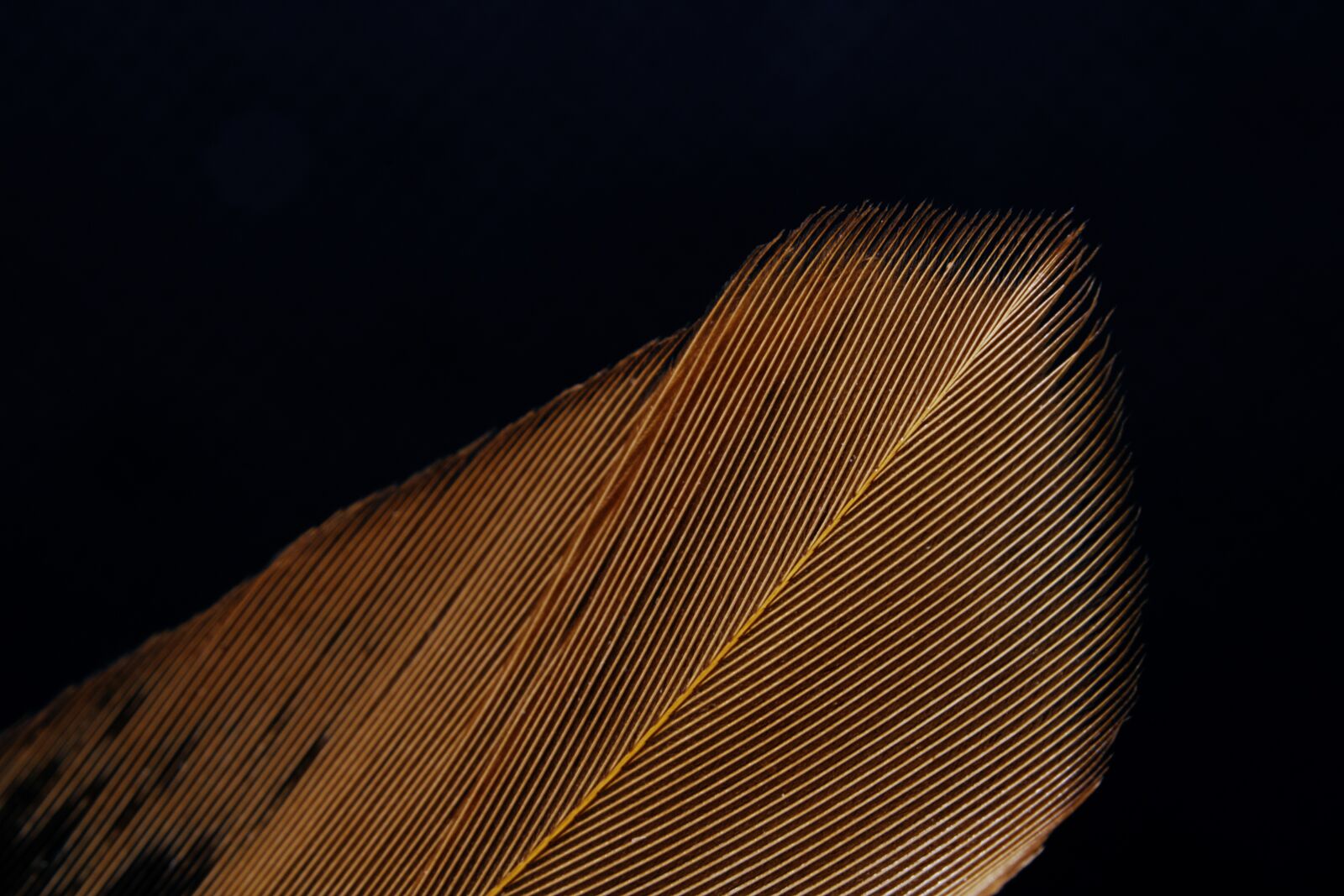 Canon EOS 750D (EOS Rebel T6i / EOS Kiss X8i) sample photo. Feather, bird, avian photography