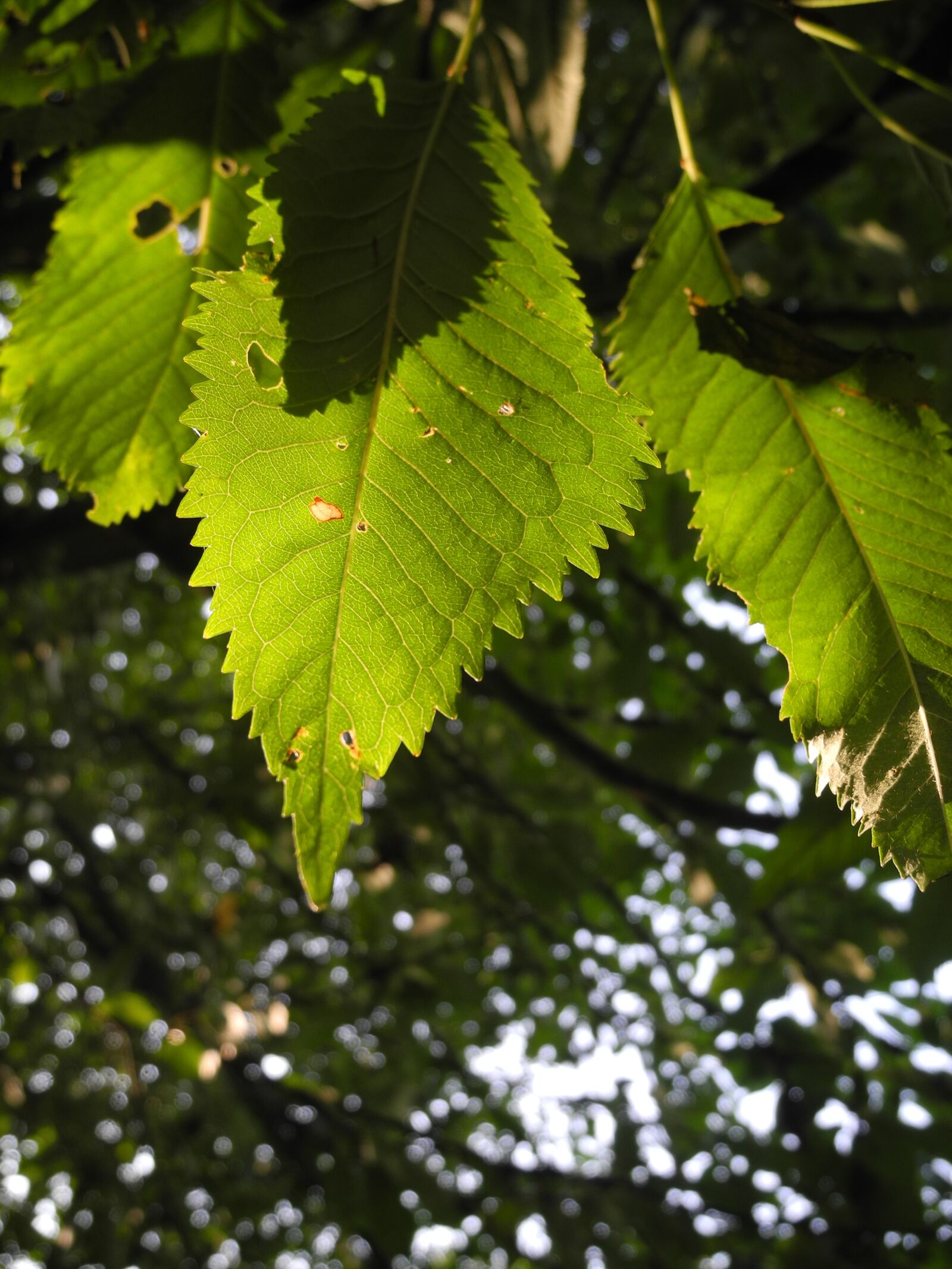 Nikon Coolpix P7000 sample photo. Green leaves, leaves, bright photography