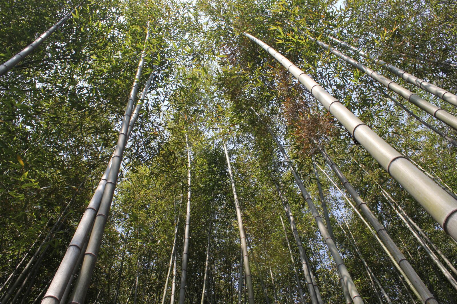 Canon EOS 60D sample photo. Bamboo, vs grove, nature photography