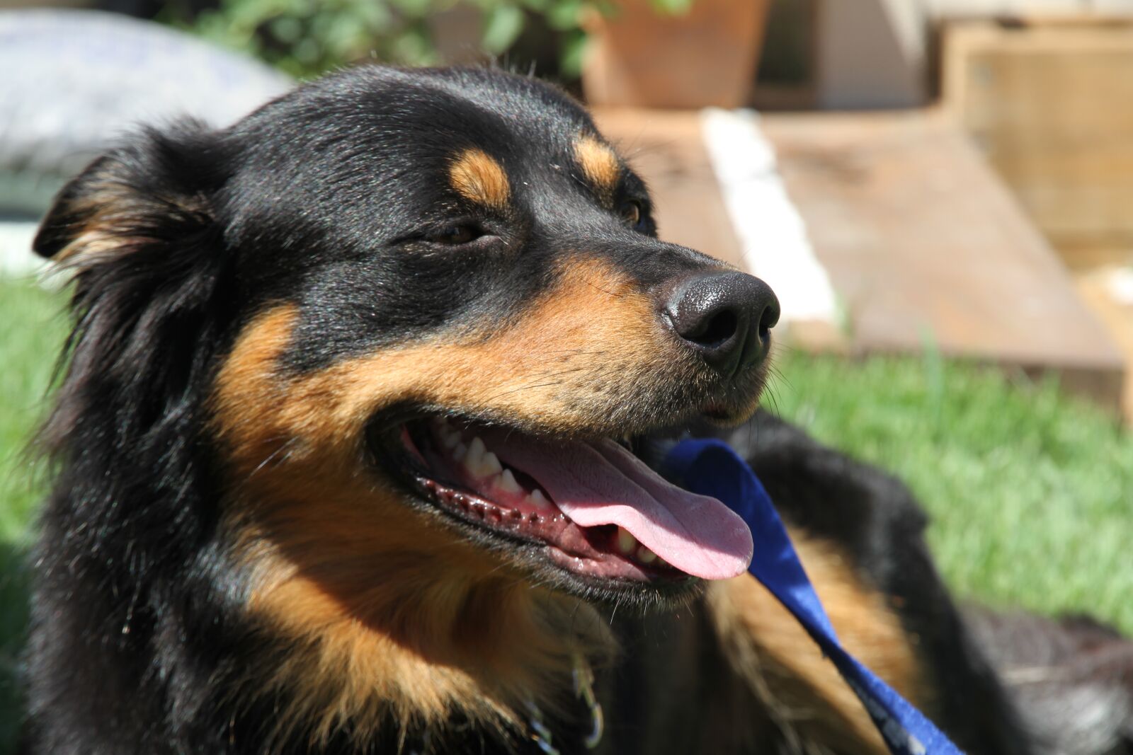 Canon EOS 7D sample photo. Border collie, dog, pet photography