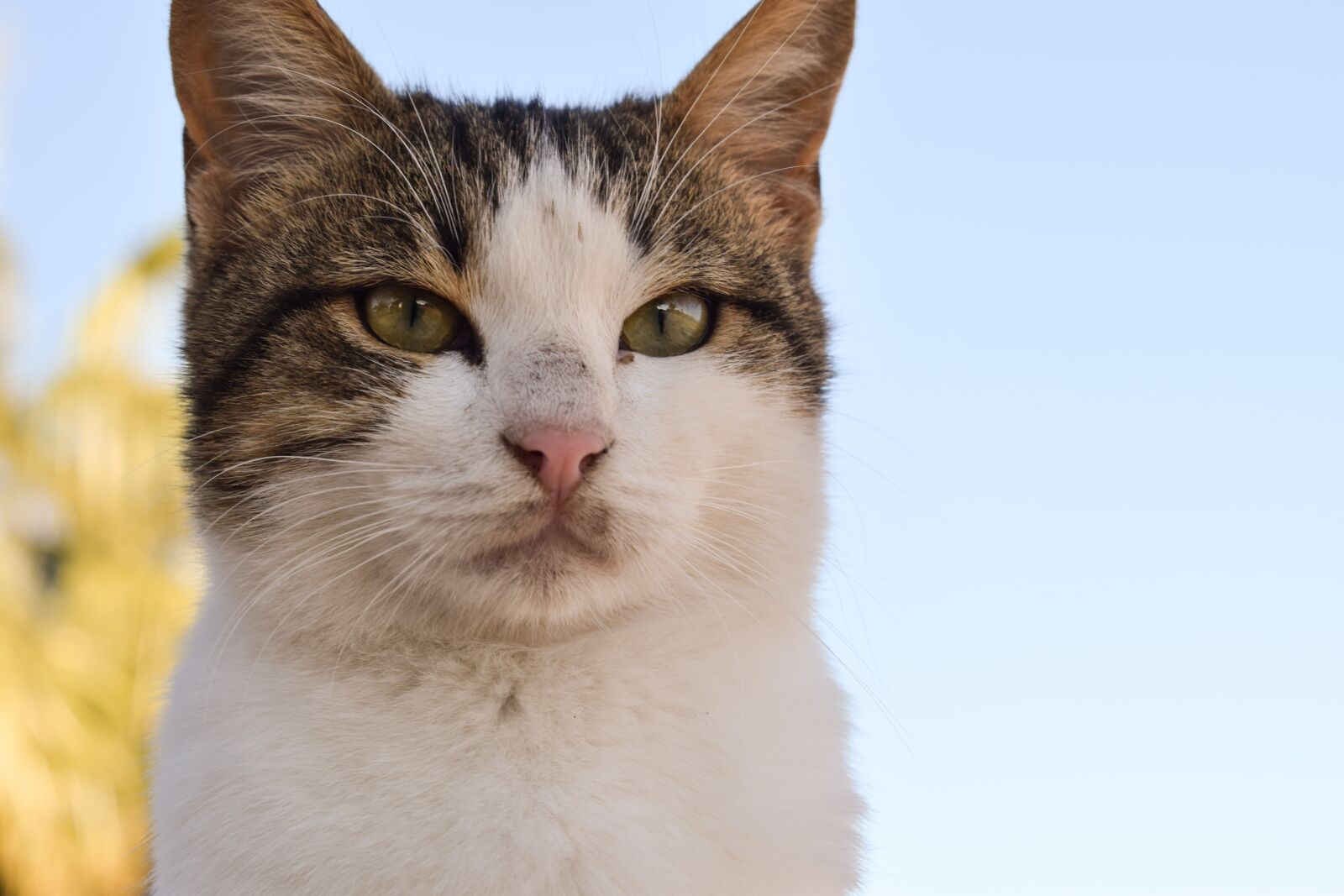 Nikon D3300 sample photo. Cat, stray, face photography