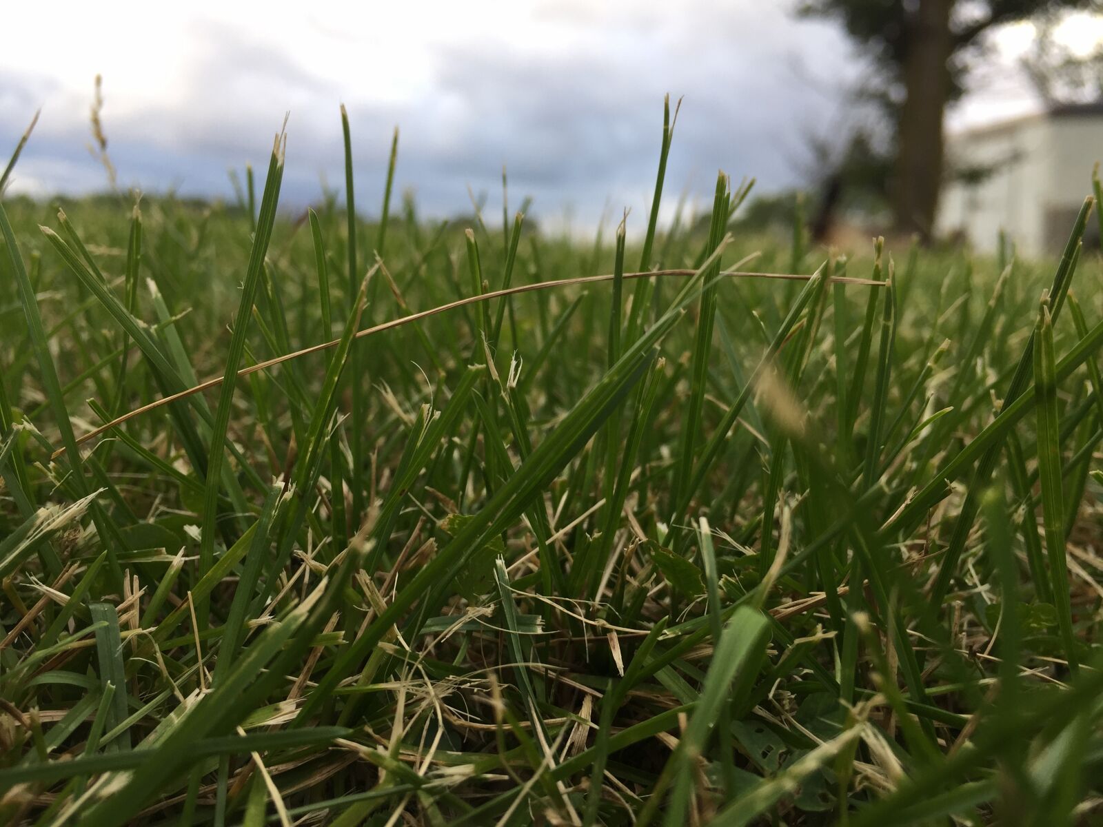 iPhone 6 back camera 4.15mm f/2.2 sample photo. Grass photography