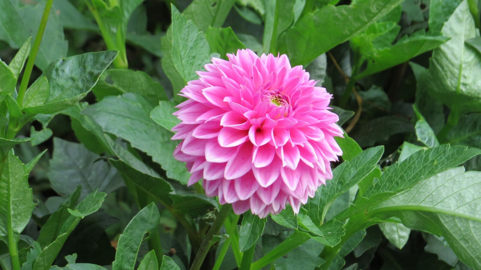 Canon PowerShot SX50 HS sample photo. Nature, plant, summer photography