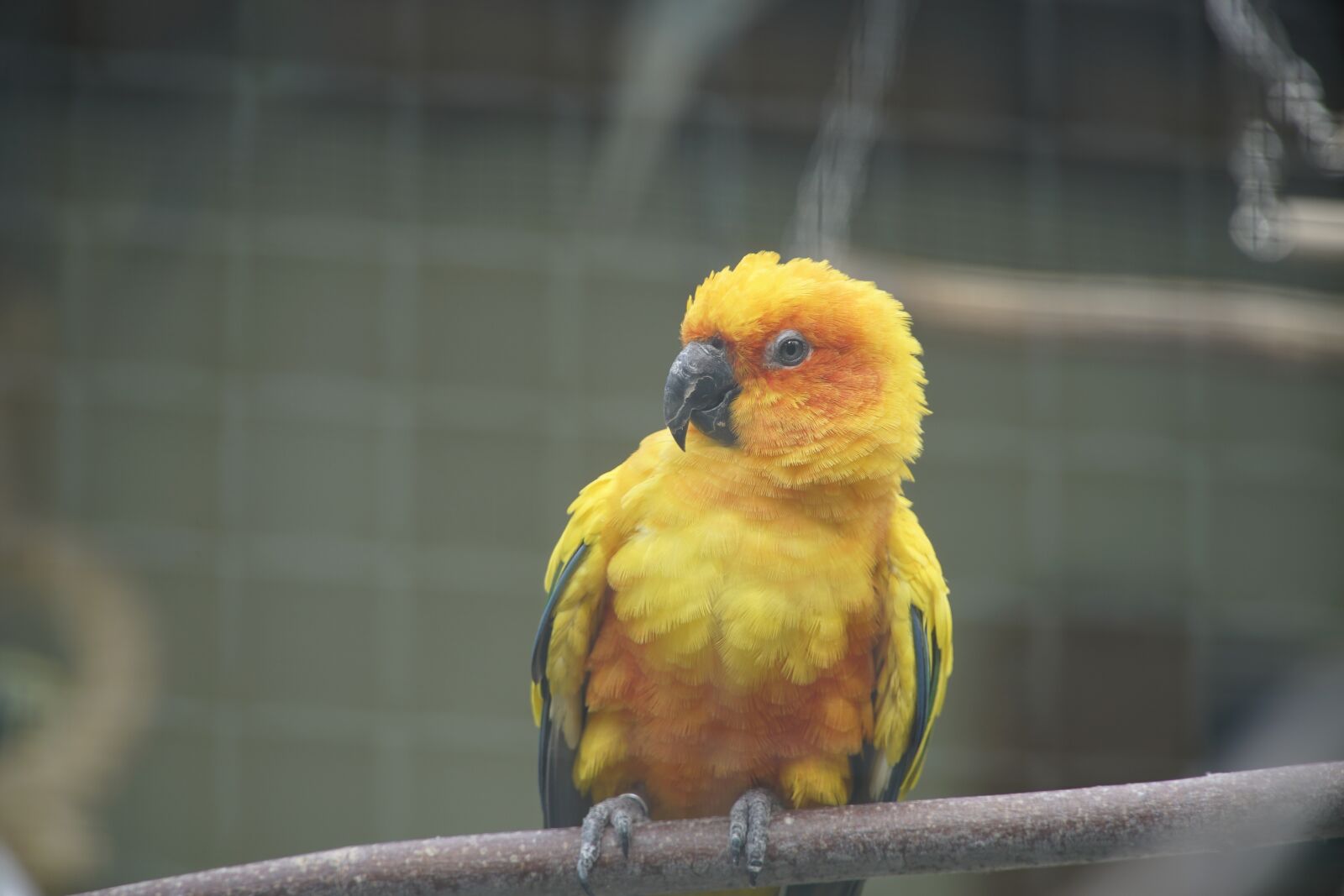 Sony a7R II + Sony E PZ 18-105mm F4 G OSS sample photo. Parrot, cage, zoo photography