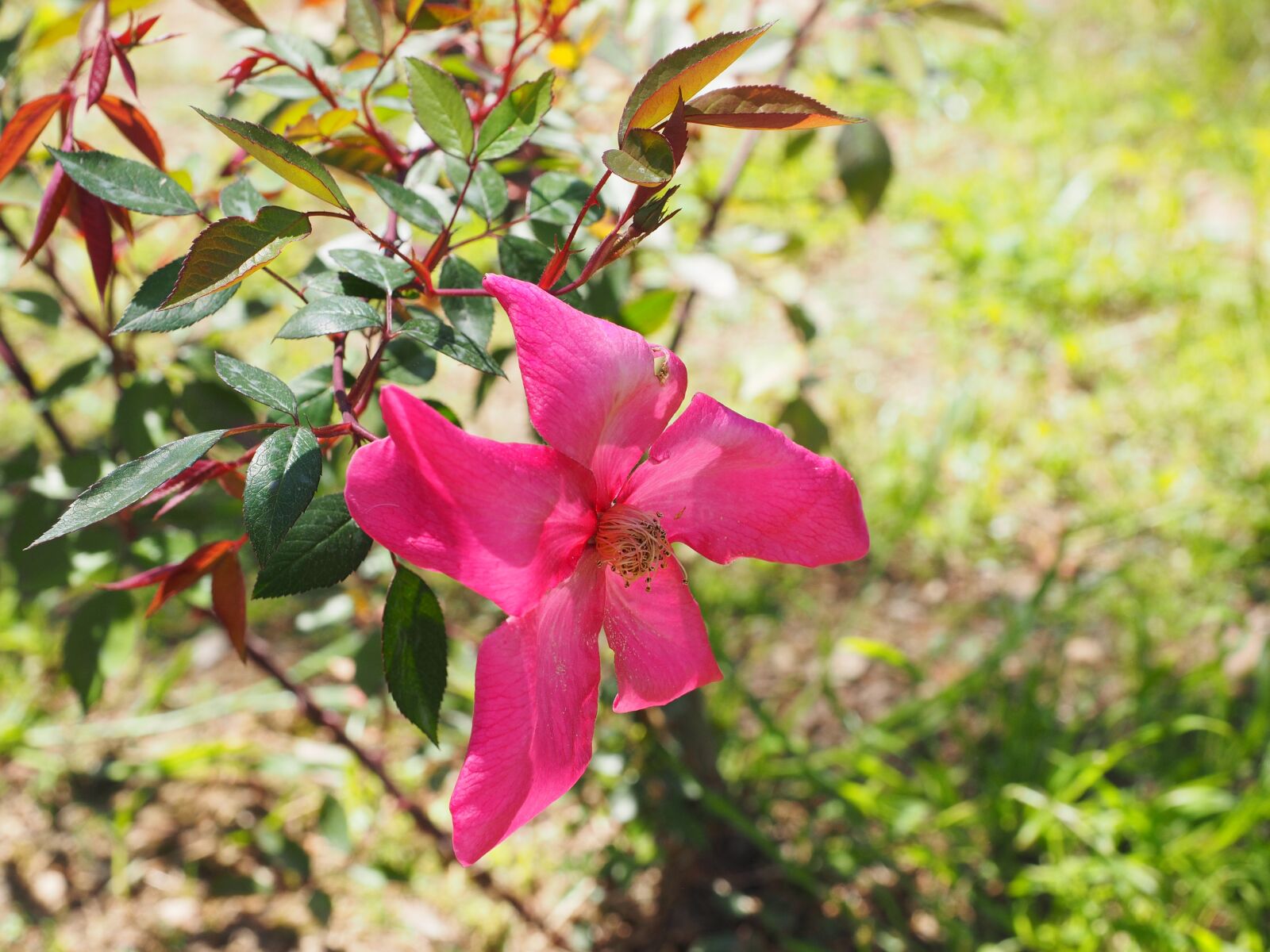 Olympus OM-D E-M1 + Olympus M.Zuiko Digital ED 12-40mm F2.8 Pro sample photo. Rose, blossom, bloom photography