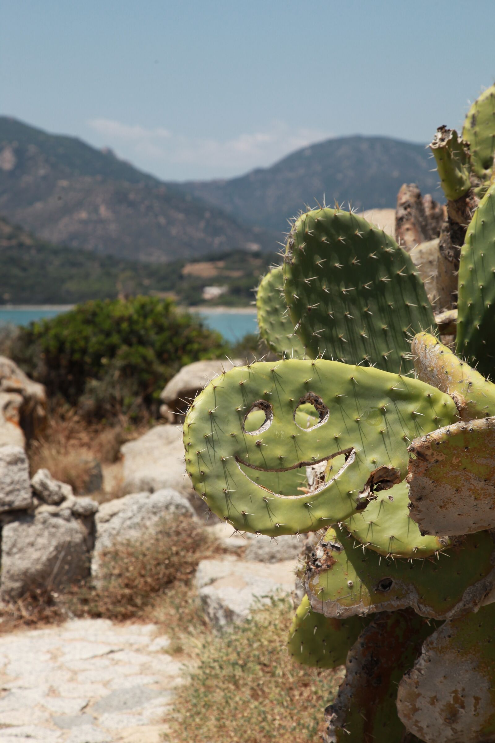 Canon EOS 5D Mark II sample photo. Cactus, smile, laugh photography