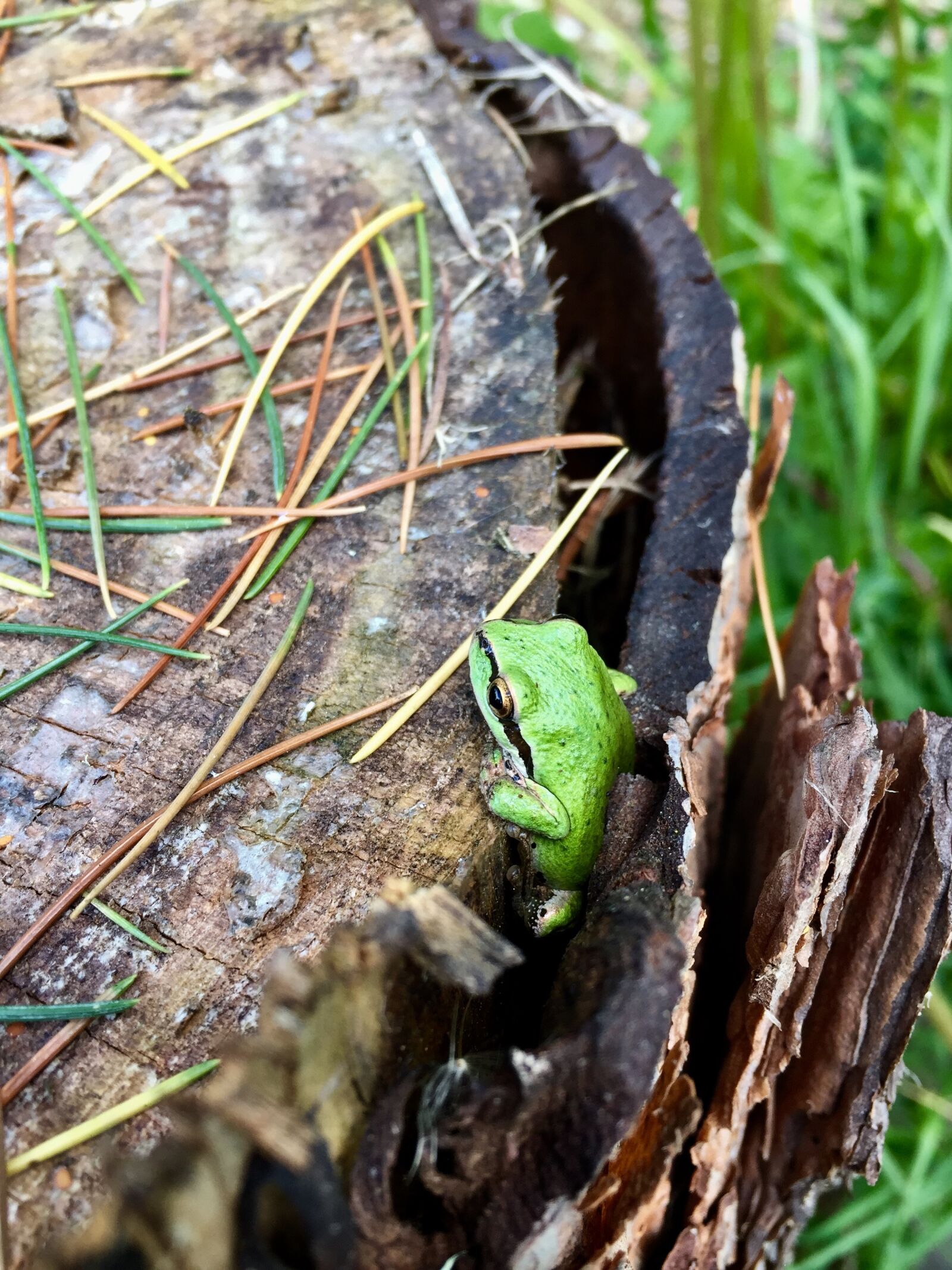 Apple iPhone 6 sample photo. Tree, frog, green photography