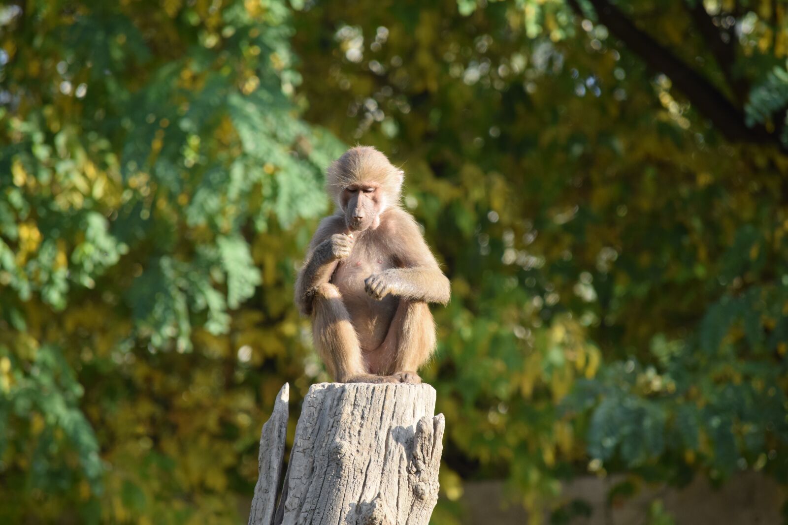 Nikon D3300 sample photo. Monkey, sitting zoo, animal photography