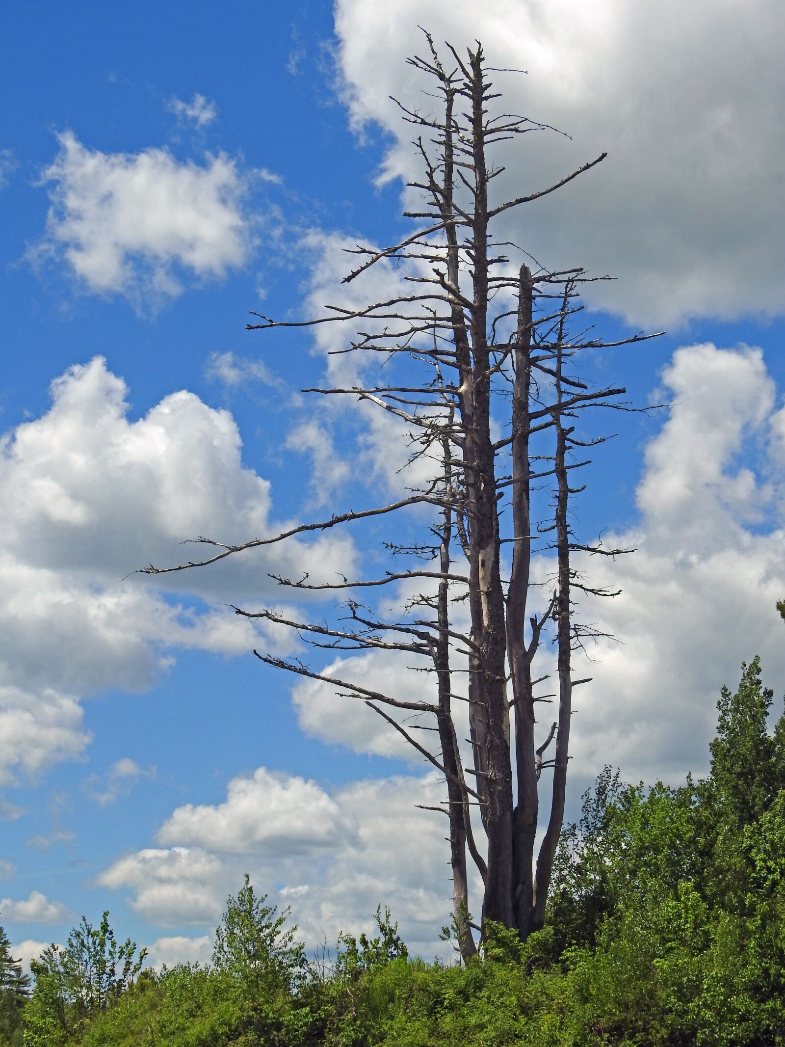 Nikon Coolpix P900 sample photo. Tree, nature, sky photography