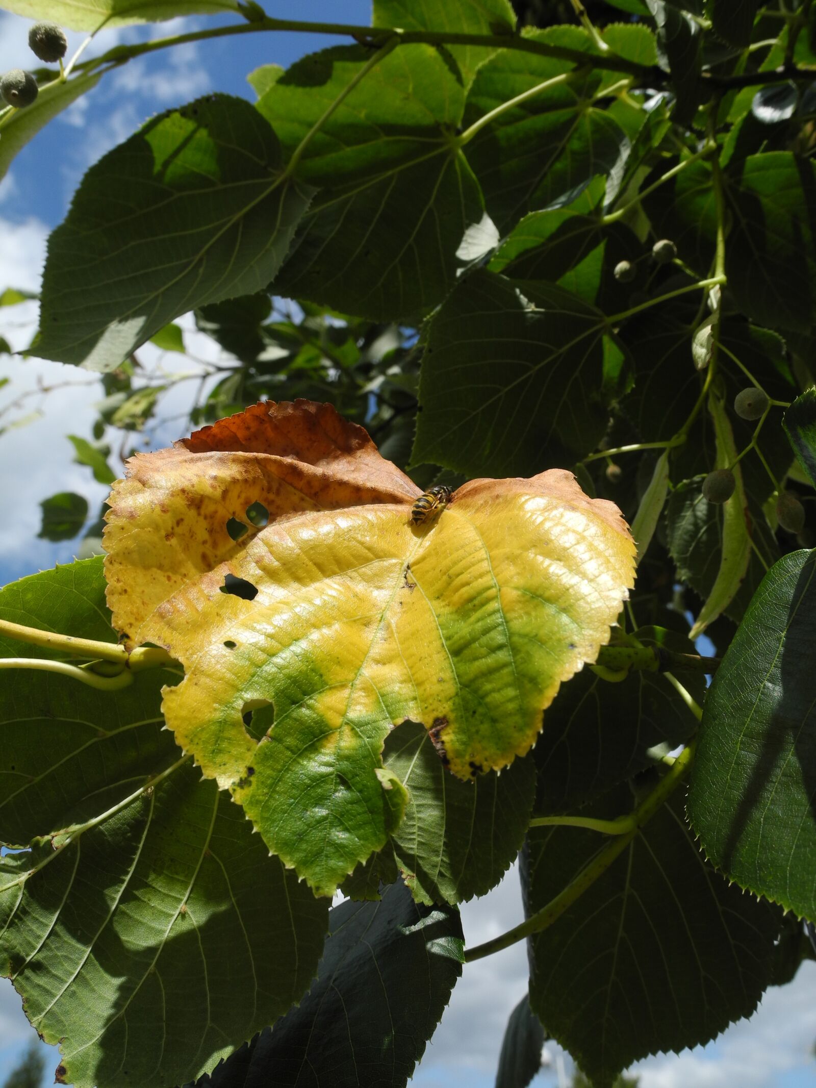 Nikon Coolpix P7000 sample photo. Leaf, faded, bright colors photography