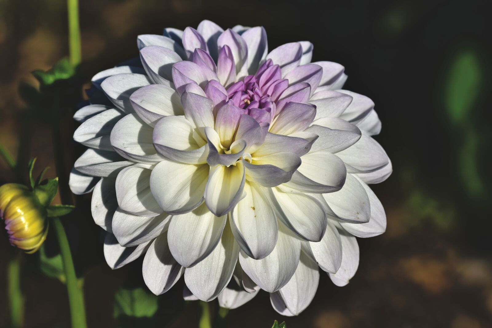 Nikon D7200 sample photo. Flower, dahlia, plant photography