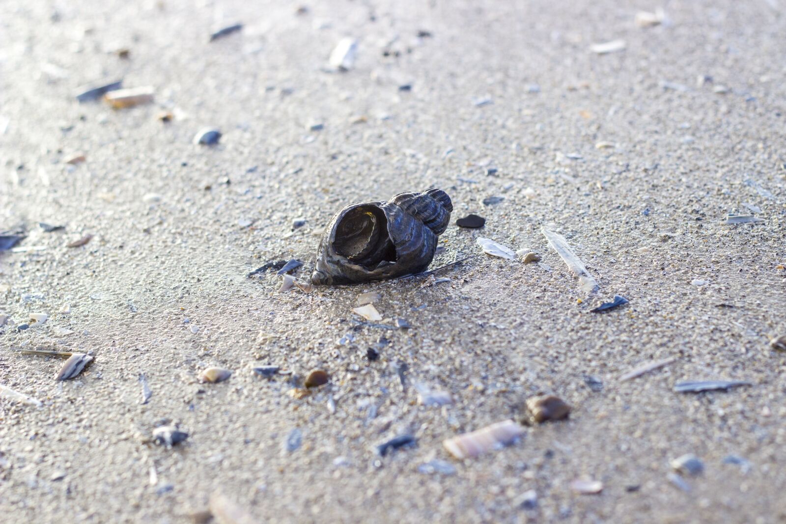 Canon EOS 600D (Rebel EOS T3i / EOS Kiss X5) + Canon EF 50mm F1.8 II sample photo. Beach, close up, snail photography