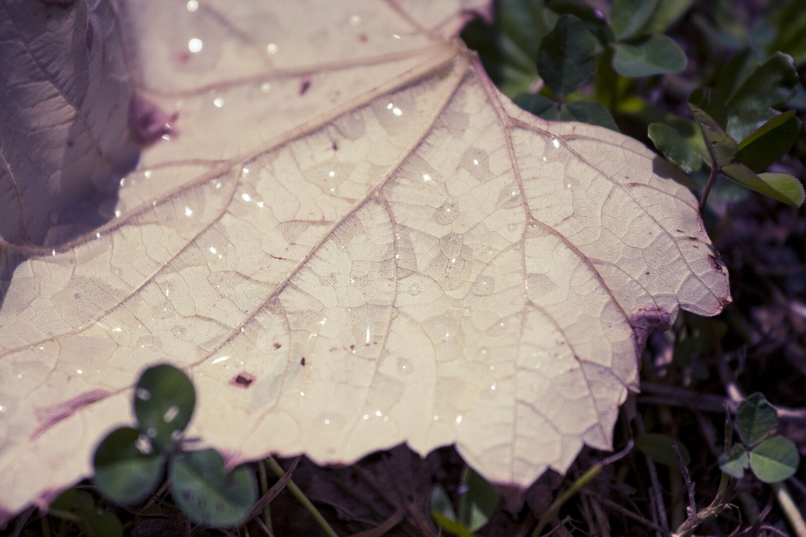 Canon EF 70-200mm F4L IS USM sample photo. Raindrop, leaf, nature photography
