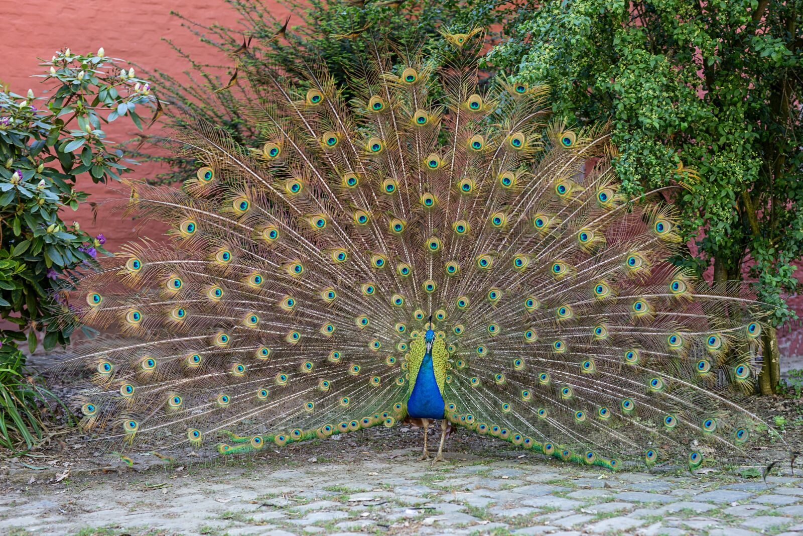 Canon EOS 6D sample photo. Peacock, bird, animal portrait photography
